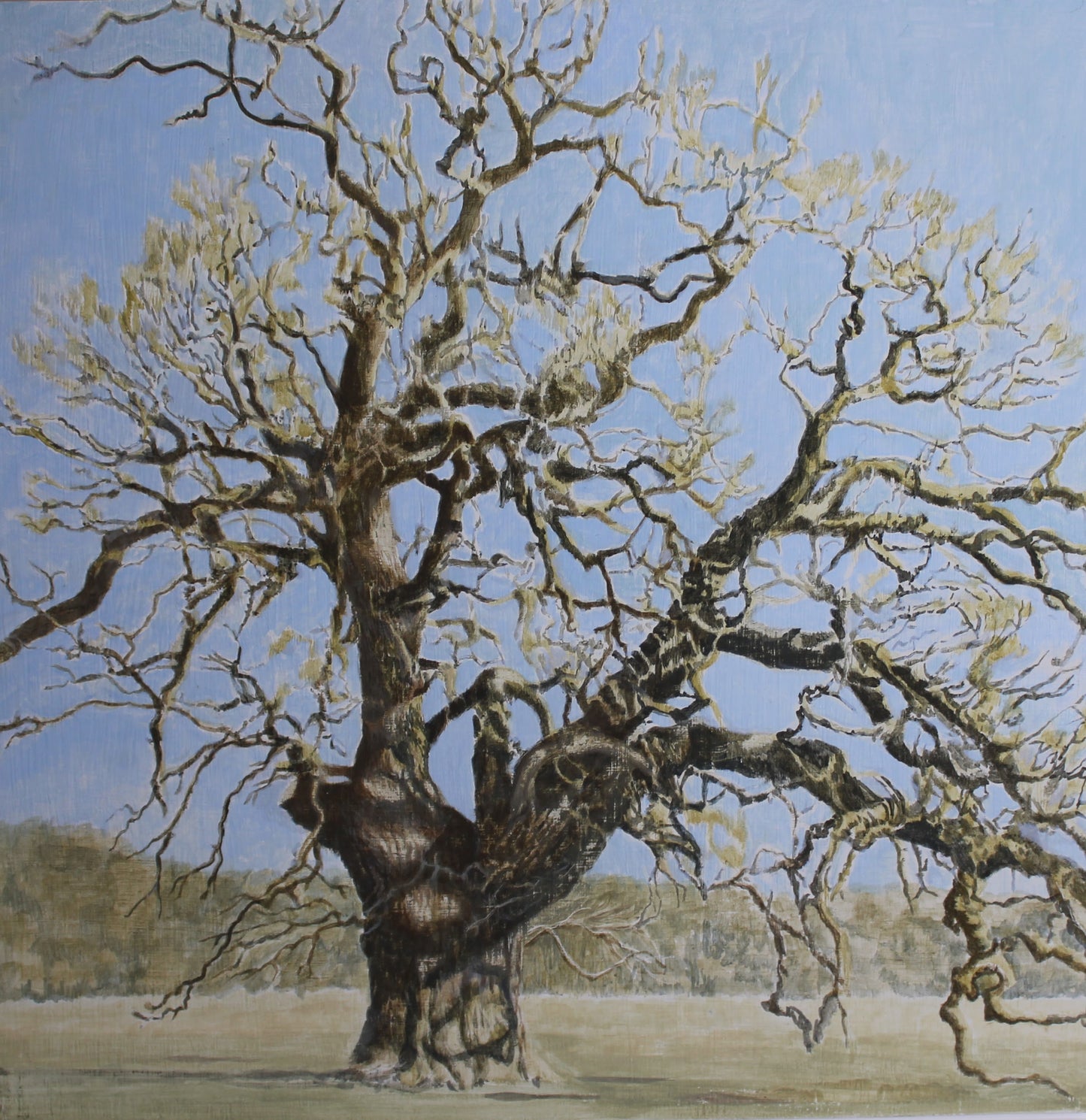 Oak Tree, Windsor Great Park Greetings Card