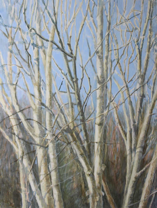 Silver Birches Giclée Fine Art Print